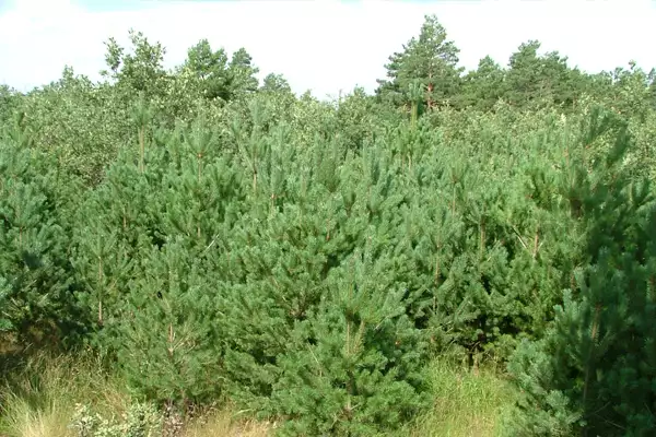 Restauración ambiental