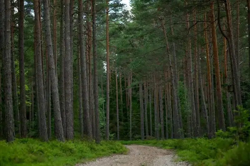 Certificaciones FSC y PEFC_artículo blog