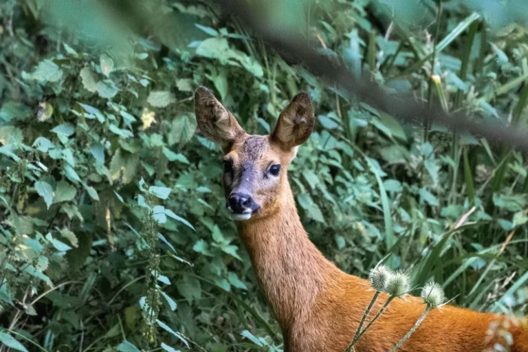Ciervo en el bosque como ejemplo de Biodiversidad estrategia empresarial