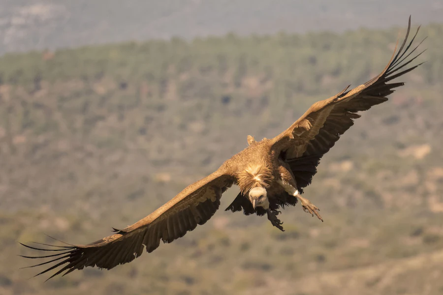 Buitre leonado en vuelo sobre el paisaje
