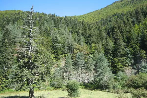 Certificaciones FSC y PEFC