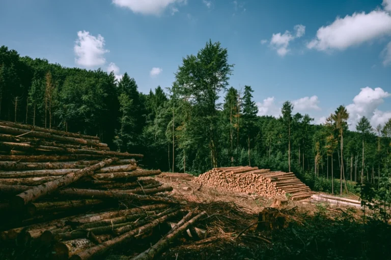 Terreno deforestado para la obtención de madera