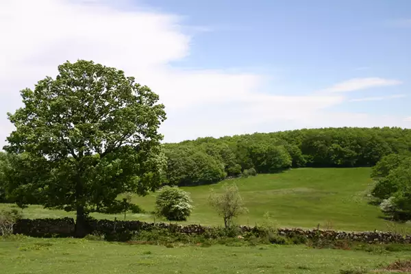 Deslindes y amojonamientos de montes y fincas agrícolas