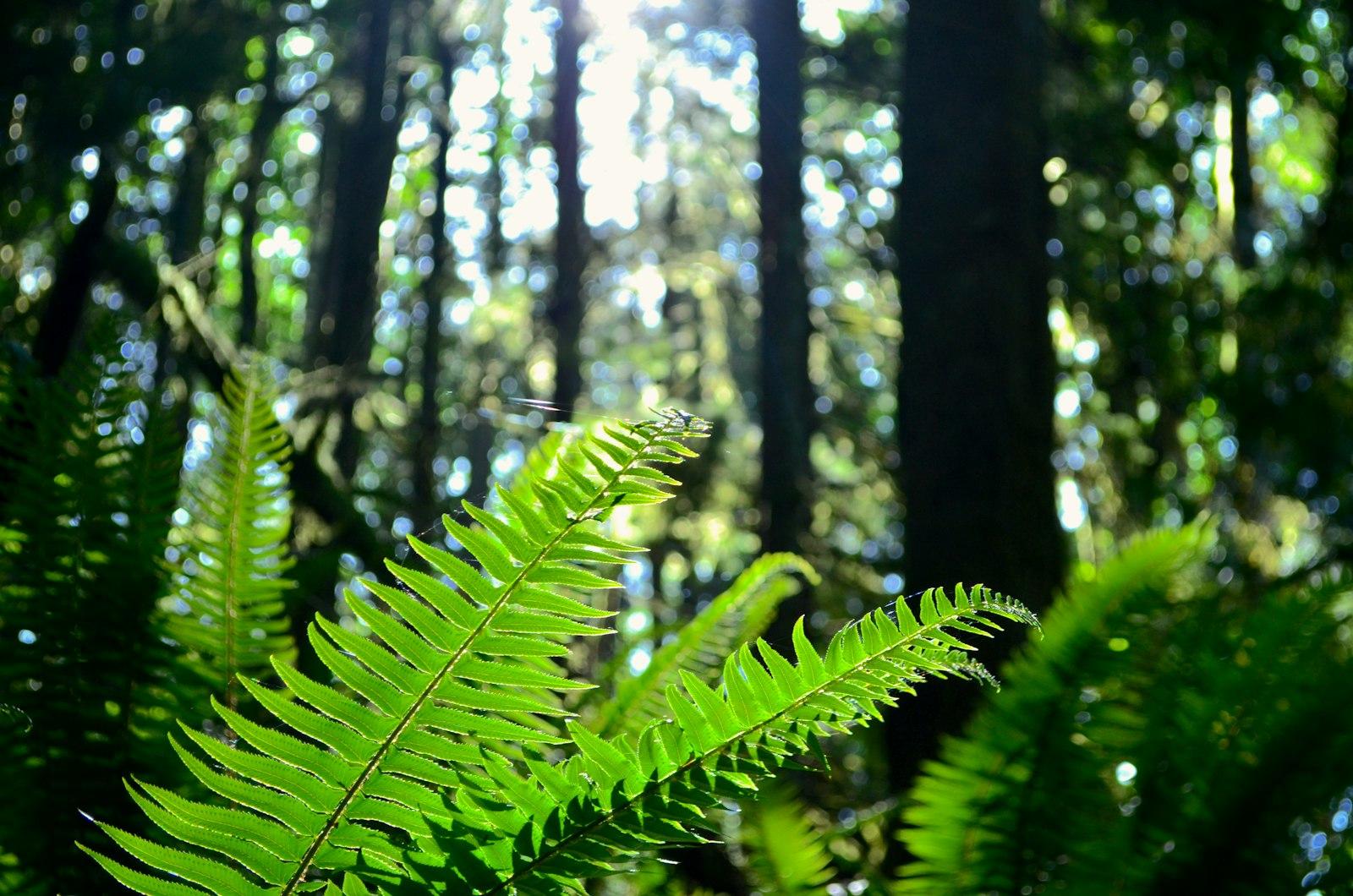 Helechos iluminados por el sol en un bosque
