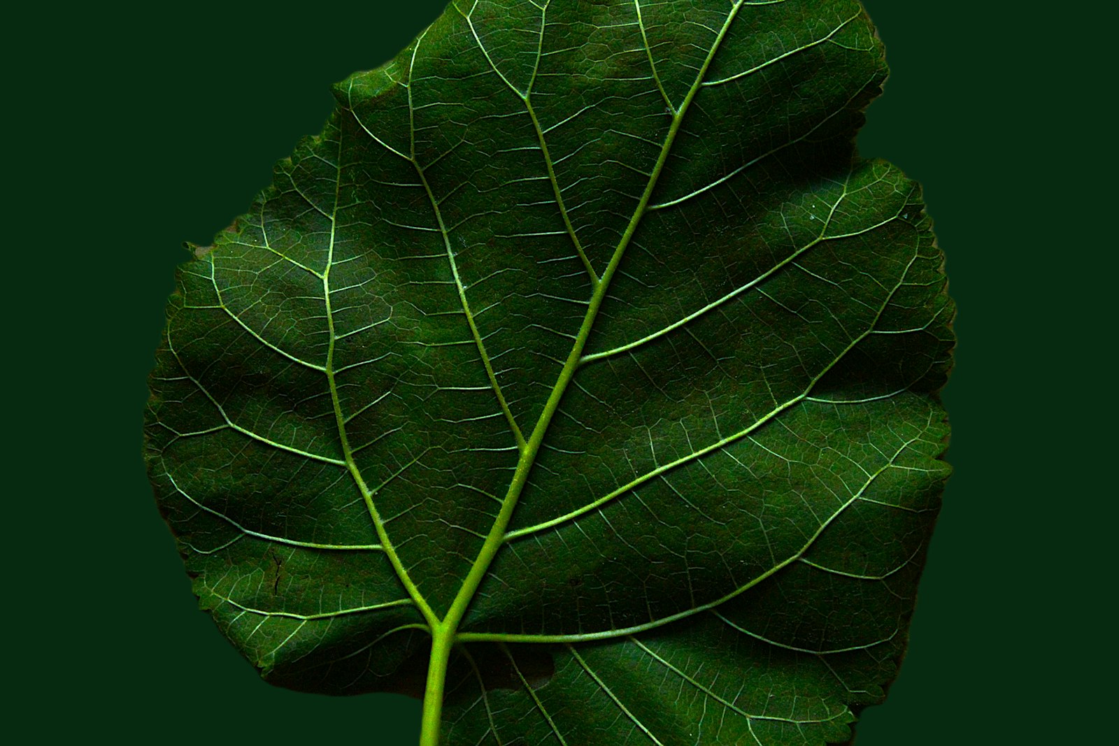 Primer plano de una hoja verde