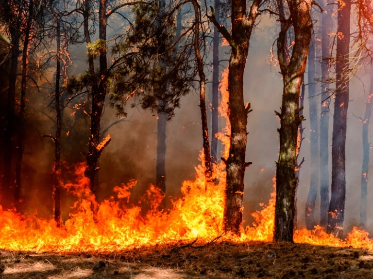 Incendio forestal de un bosque de pinares