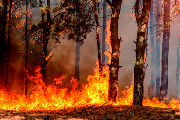 Incendio forestal de un bosque de pinares
