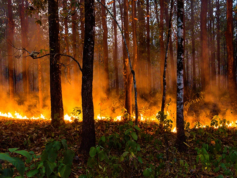 Incendio en un bosque