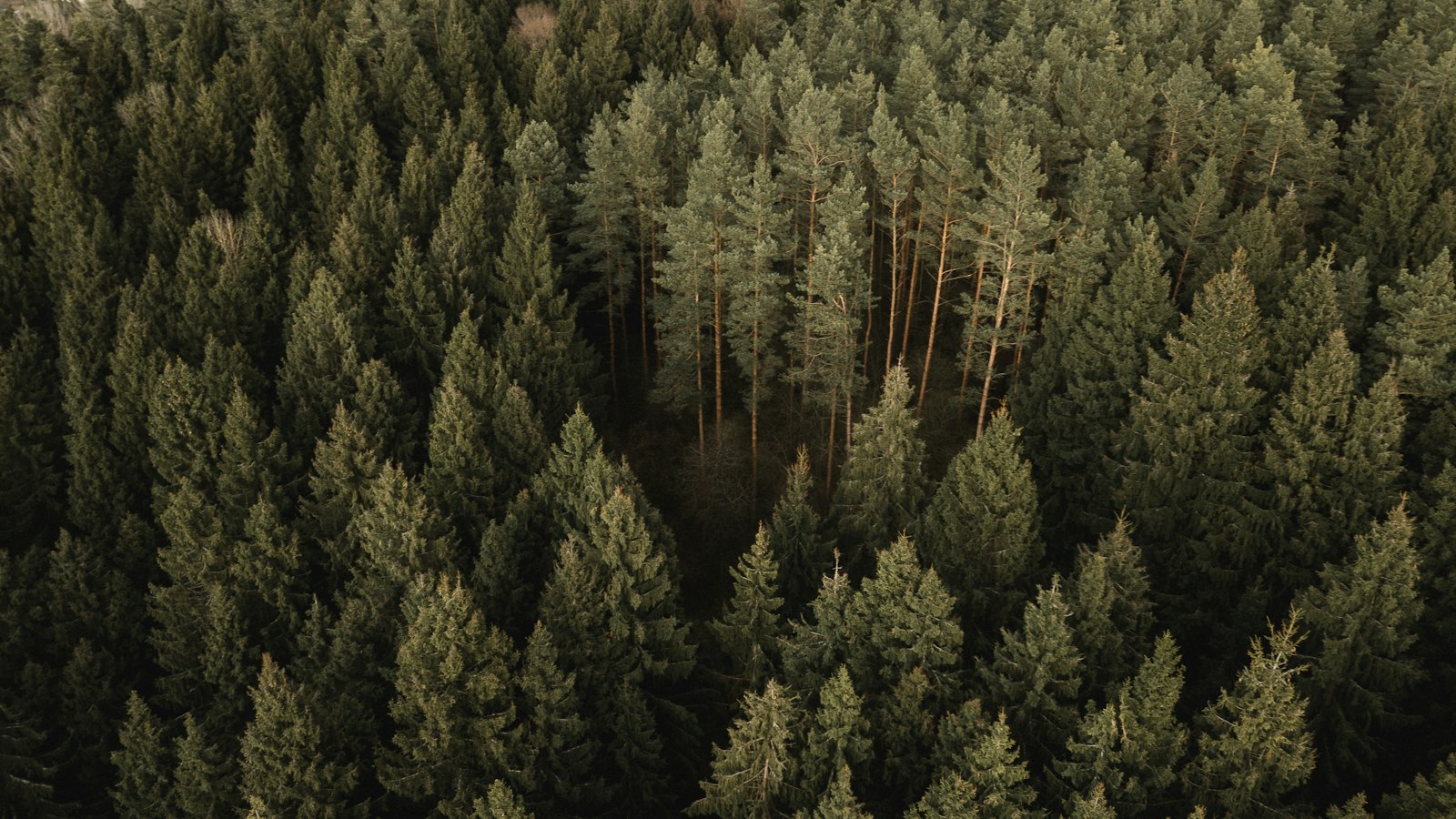 Vista aérea de un bosque