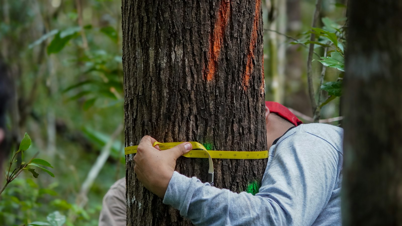 Técnico midiendo el diámetro de un árbol con cinta