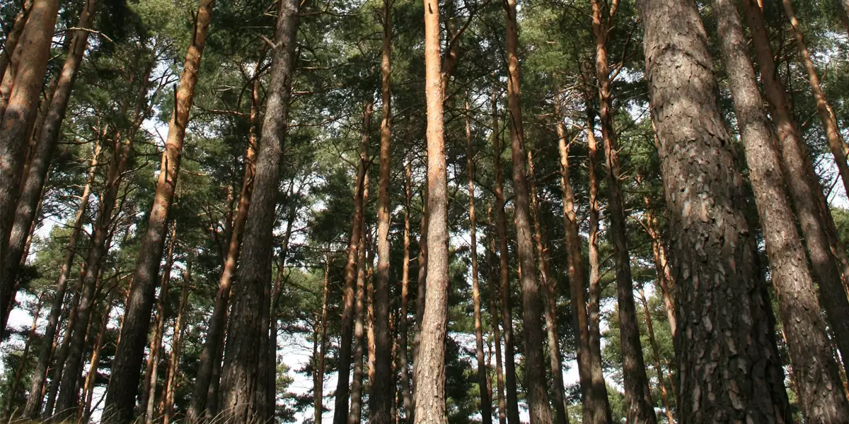 Ingeniería forestal y del medio natural