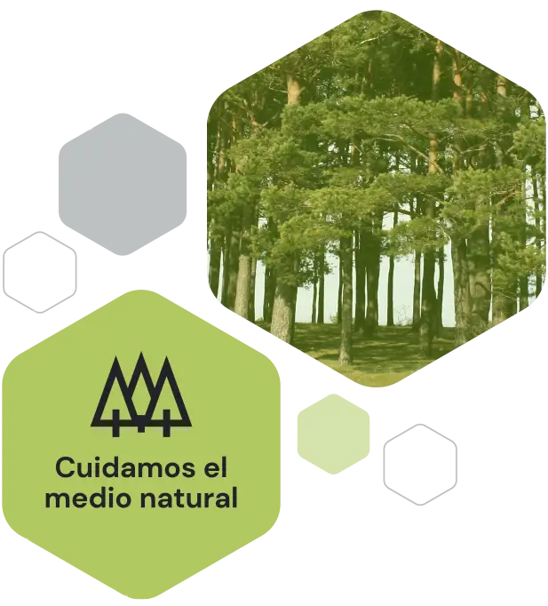 Ingeniería forestal y del medio natural_hexágonos