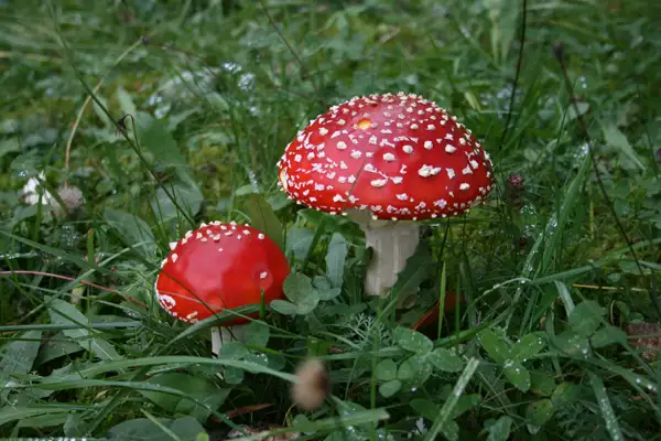 Inventario de recursos naturales