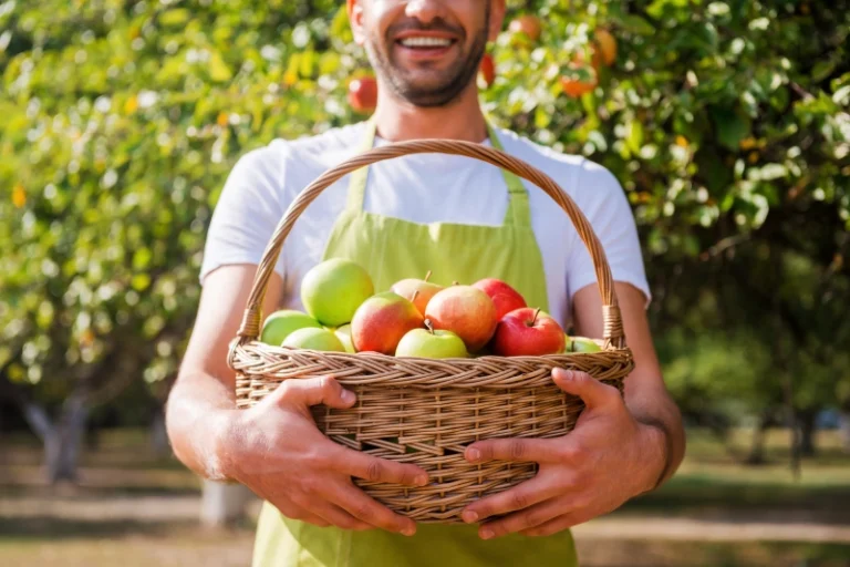 Un agricultor muestra una cesta de manzanas locales de km 0