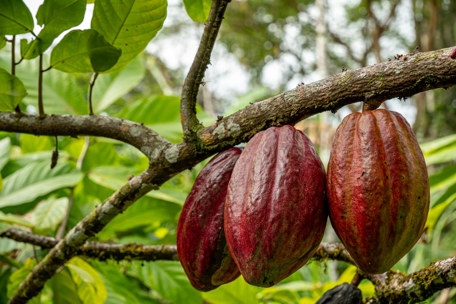 Mazorcas de cacao colgando de un árbol