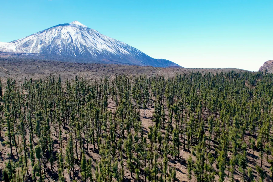 Pinar canario al pie del Teide nevado, en Tenerife