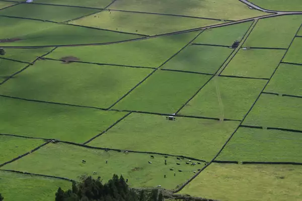 Planes silvopastorales, cinegéticos y micológicos