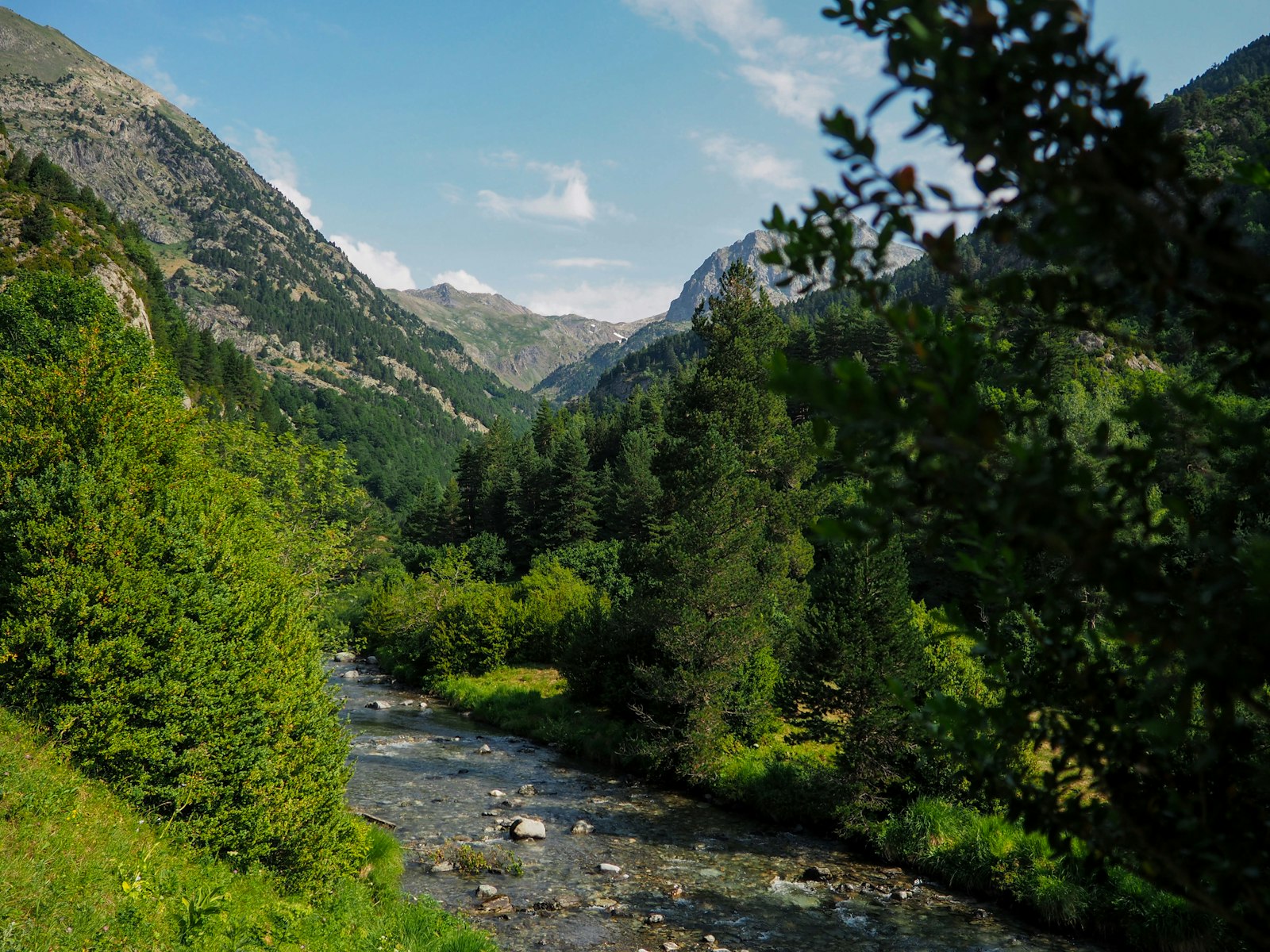 Valle con un río entre bosques y montañas